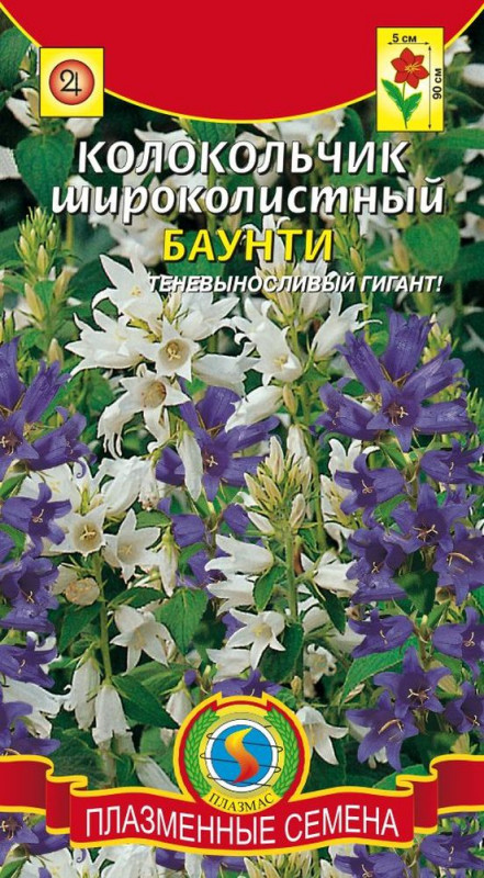 Колокольчик широколистный