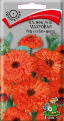Календула 